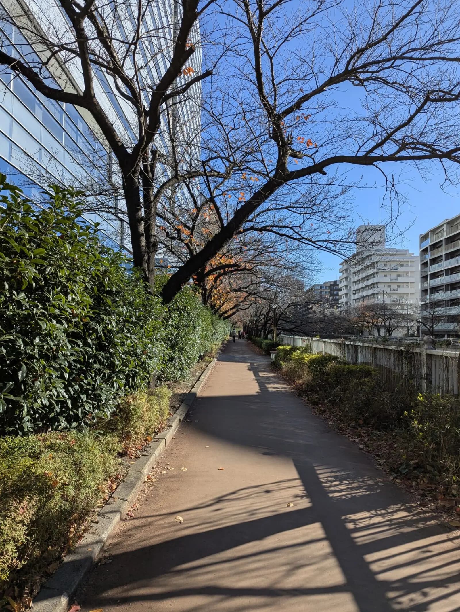 NetWalking #007: Meguro River Walk!🌉