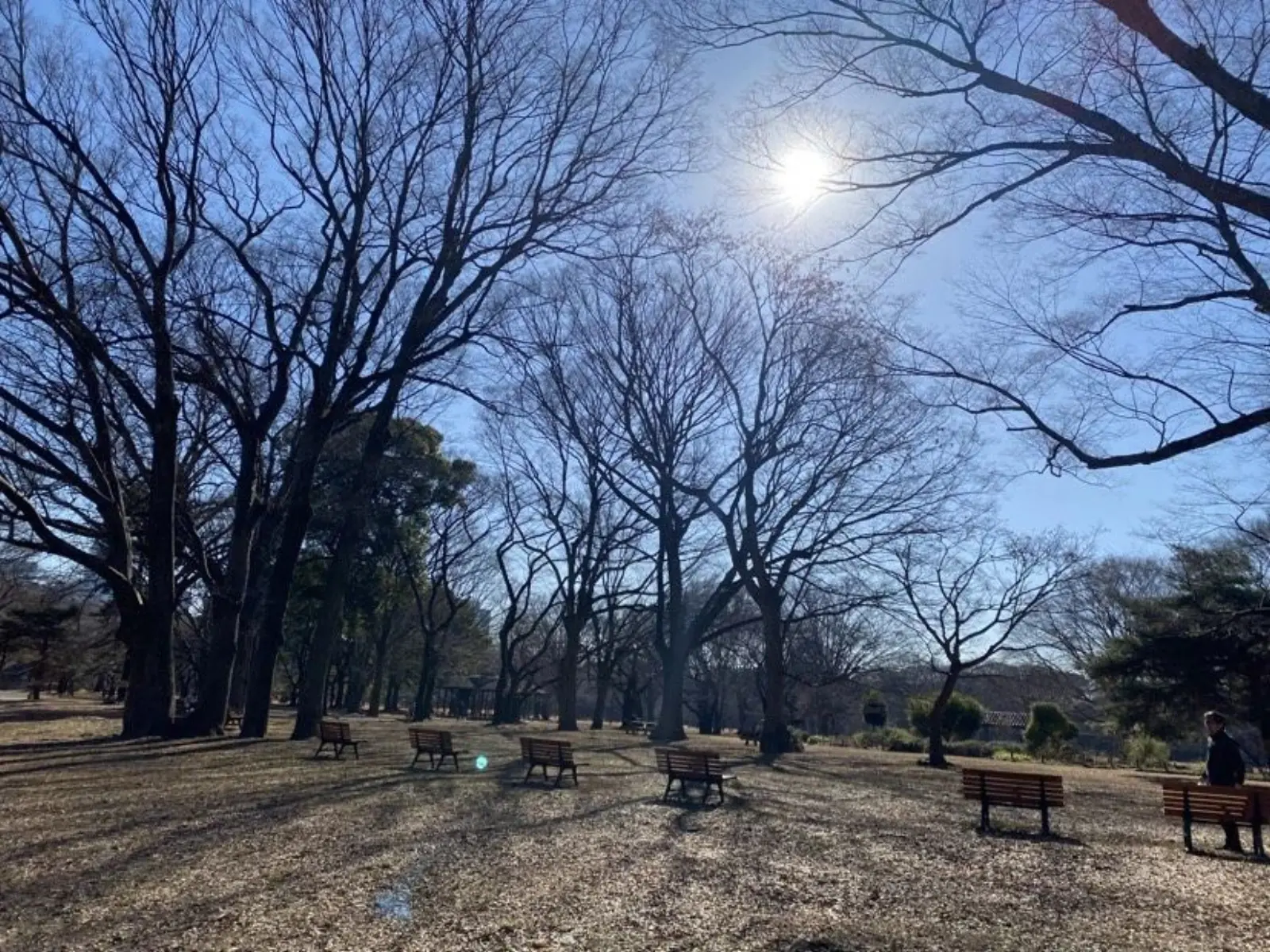 NetWalking #002: Yoyogi Walk🍂